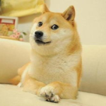 doge狗,从网络表情到虚拟货币的传奇之路