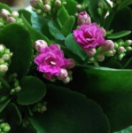 11月开什么花,秋季花卉盛景一览