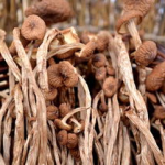 茶树菇种植,从菌种选择到采摘管理