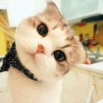 娱乐吃瓜酱桂花猫,揭秘娱乐圈那些不为人知的幕后故事