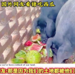 西瓜视频吃瓜猪娱乐,西瓜视频热门搞笑内容盘点
