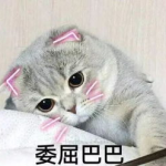 娱乐吃瓜君七七的折耳猫,娱乐吃瓜君的萌宠日常
