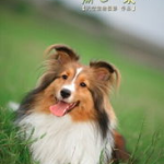 喜乐蒂吃什么狗粮好,营养搭配与选购建议