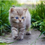 娱乐吃瓜酱大猫咪,揭秘娱乐圈背后的喵星人故事