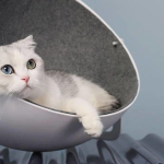 娱乐吃瓜酱改造猫窝,萌宠新居，趣味升级！